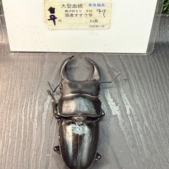 [国産オオクワガタNO:156]売約済奈良輪川西系統72ミリペアー の画像