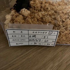 オオクワガタ新成虫♂♀ペアの画像