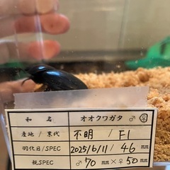 オオクワガタ新成虫♂♀ペアの画像