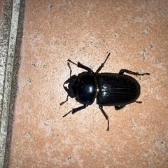 オオクワガタ新成虫♂♀ペアの画像