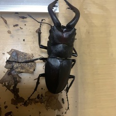 ノコギリクワガタ　ミヤマクワガタ　セットの画像