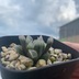 ランキングキーワードに紐づく投稿画像-多肉植物