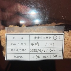 オオクワガタ新成虫♂♀ペアの画像