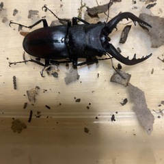 天然ノコギリクワガタ60mmの画像