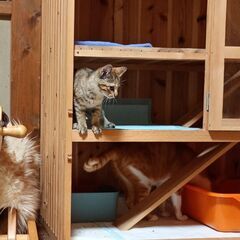 フェレットや子猫などの小動物を飼う便利な動物ケージを売りますの画像