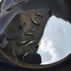 クロノスメダカの画像