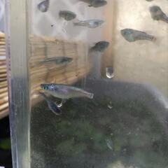 クロノスメダカの画像