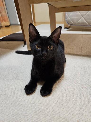 黒猫様　相談ページ　完成しました。ご購入よろしくお願いします。 黒猫クマくん🍀3ヶ月（ご相談中) (えるる😽) 大船の猫の里親募集