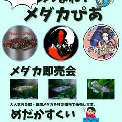 あつまれ！メダカぴあ