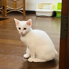 白猫ちゃん3ヶ月です