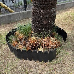 蘇鉄
【お取引先決定しました】の画像