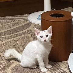 ティアラくん2ヶ月です