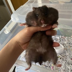 ハムスター　可愛い