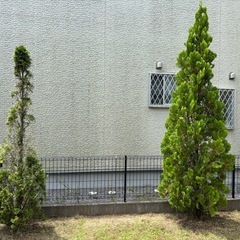 コニファーの画像