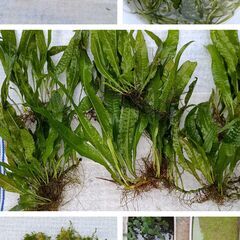 水草水槽セット　オマケ多数の画像