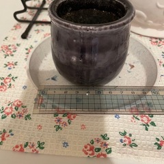 ミニ植木鉢　紫の画像