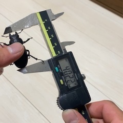 ミヤマクワガタ　メス　WD 40㎜　　　の画像