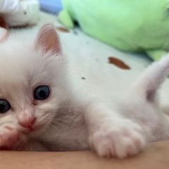 生後3週間の子猫ちゃん！
