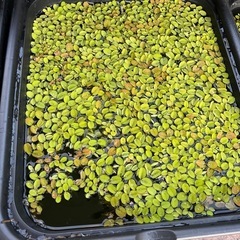 水草(野外成育
)の画像