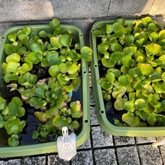 水草(野外成育
)の画像