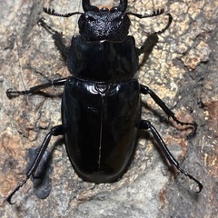 ギラファノコギリクワガタ　成虫ペアの画像