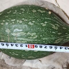 かぼちゃ　ロロンカボチャ約1600グラムの画像