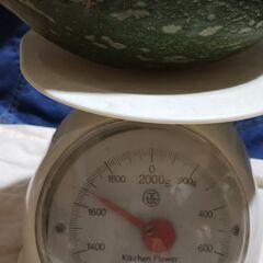 かぼちゃ　ロロンカボチャ約1600グラムの画像