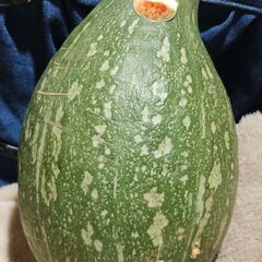 かぼちゃ　ロロンカボチャ約1600グラム