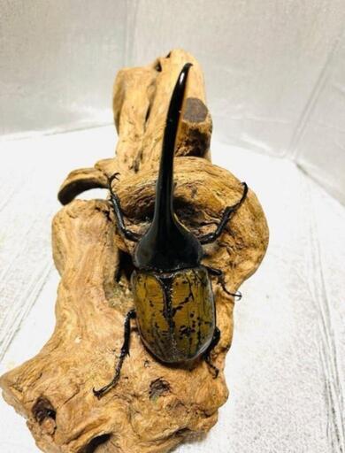 最終値下げ　ヘラクレスオオカブト　161mmペア 最終値下げ ヘラクレスオオカブト 161mmペア 最終値下げ ヘラクレス