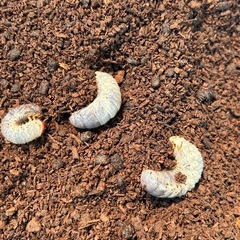 国産カブトムシ（幼虫）
の画像