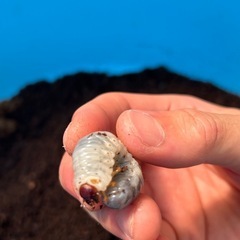 国産カブトムシ（幼虫）
の画像