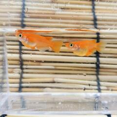 朱赤メダカ　稚魚10匹の画像