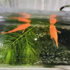 朱赤メダカ　稚魚10匹の画像