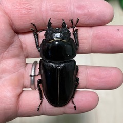能勢SRオオクワガタの画像