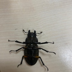 ミヤマクワガタ　メス　WD 40㎜　　　の画像