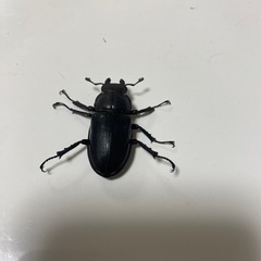 ミヤマクワガタ　メス　WD 40㎜　　　の画像