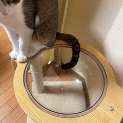 カプセル型キャットタワー（商談中）の画像