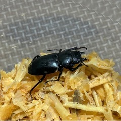 ヒメオオクワガタ 成虫ペア  小型のため低価格!!の画像