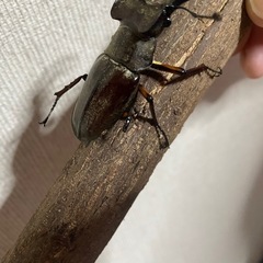 ミヤマクワガタの画像