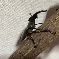 ミヤマクワガタの画像