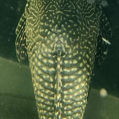 オレンジスポット・セルフィンプレコ　乱れフィン　変異個体　約28cmの画像