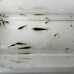 ミナミヌマエビ　大小混合10匹の画像