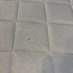 カーペットの画像
