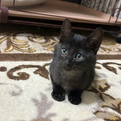 譲渡会に参加します🐾　甘え上手なクロネコ男子🐈‍⬛