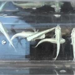 幹之メダカ　みゆきメダカ　成魚5匹の画像
