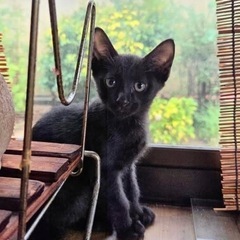 黒猫　メス　生後2ヶ月くらい