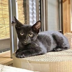 黒猫　ふうりちゃん　メス　生後3〜4ヶ月くらい - 丸亀市