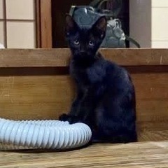 黒猫　ふうりちゃん　メス　生後3〜4ヶ月くらい - 里親募集
