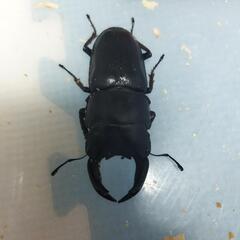 国産オオクワガタ　♂単品　ピューマ⑫の画像