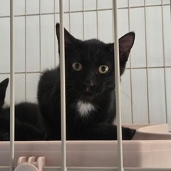 しらたま君　オス　生後2〜3ヶ月くらい